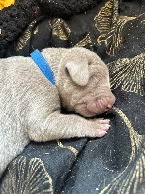 CHIOT 4 BLEU MARINE 