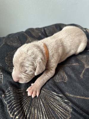 CHIOT 6 MARRON