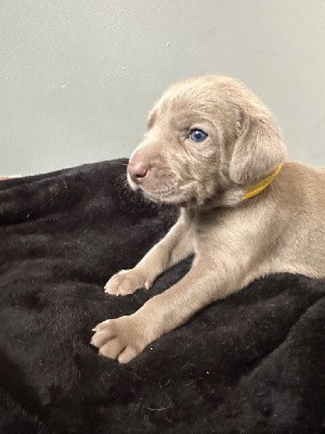 CHIOT 1 JAUNE