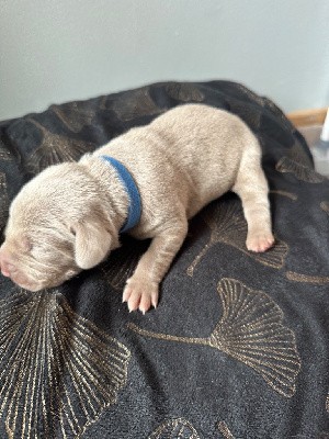 CHIOT 4 BLEU MARINE 