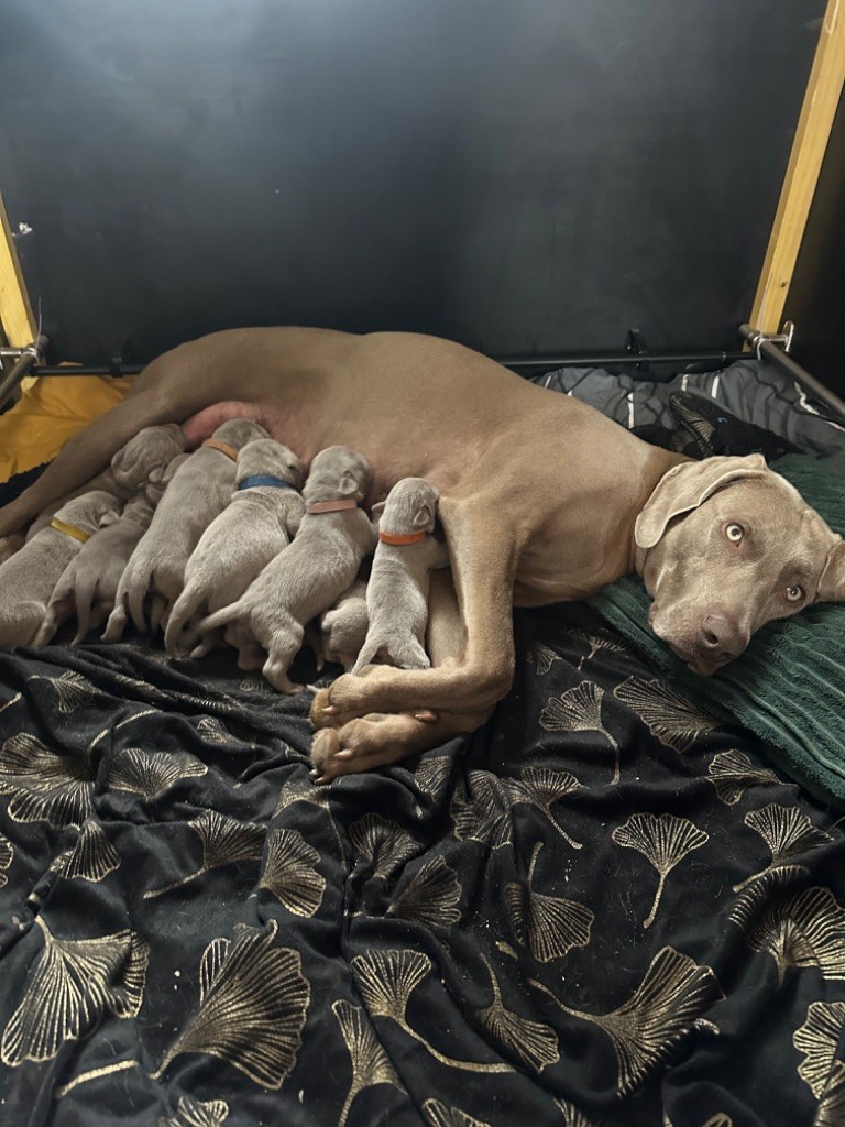 Les petits chiots sont arrivés 